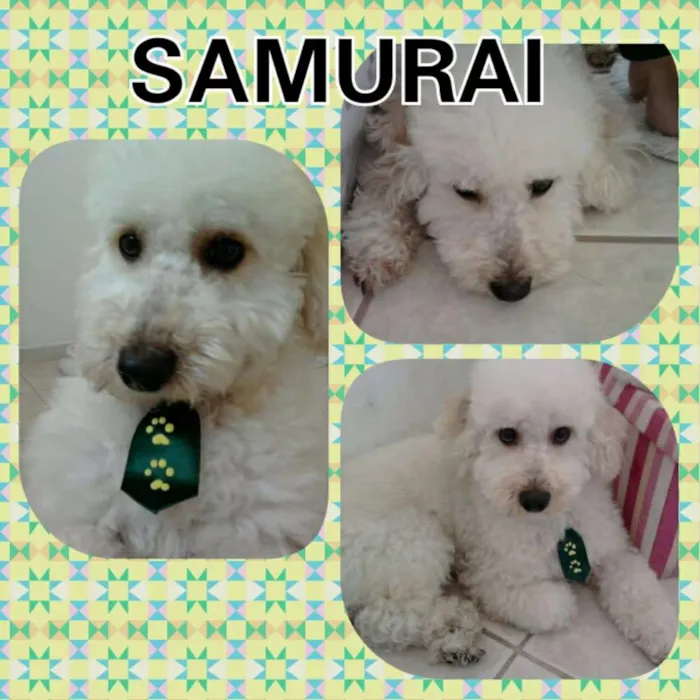 Cachorro ra a Poodle idade 6 ou mais anos nome Samurai