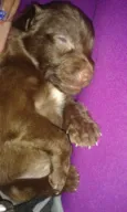 amora e pandora