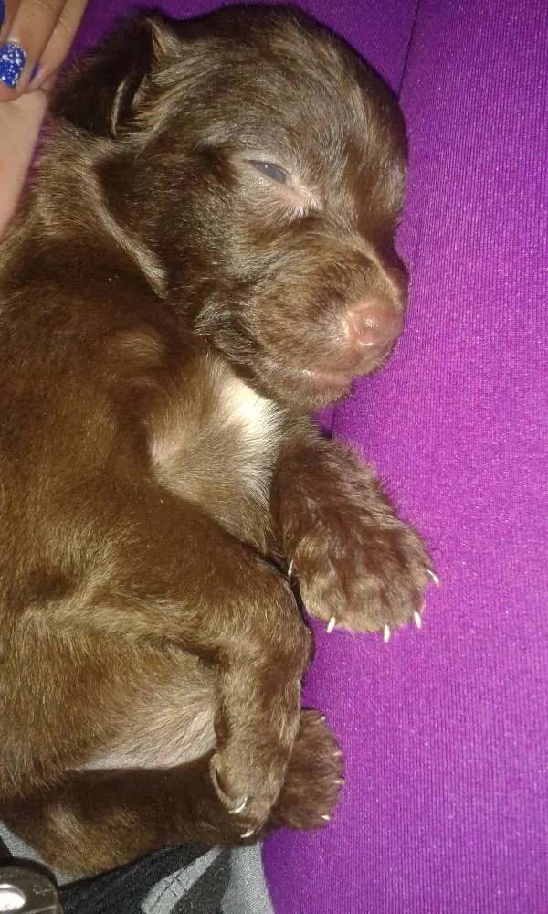 Cachorro ra a SRD idade 2 a 6 meses nome amora e pandora