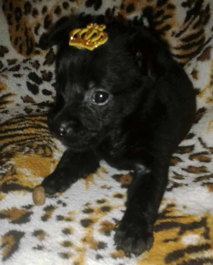 Cachorro ra a SRD idade 2 a 6 meses nome amora e pandora