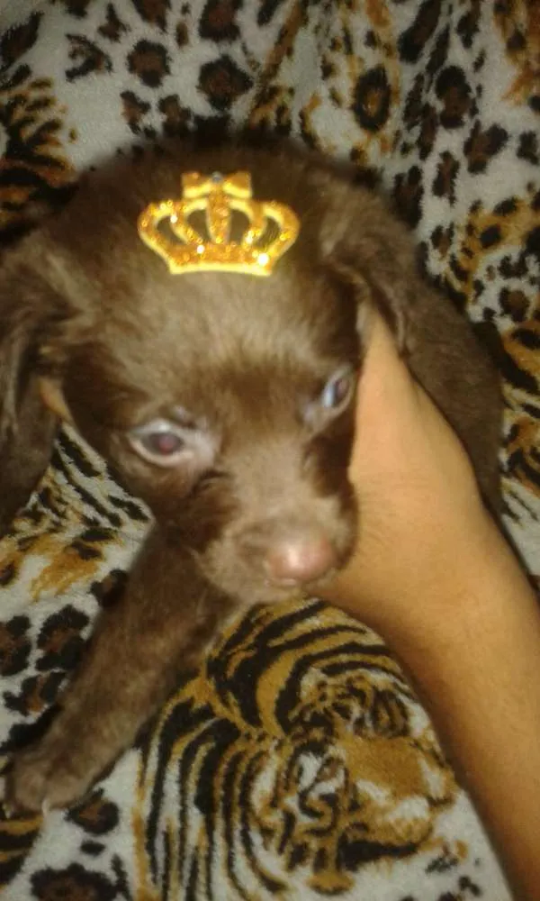 Cachorro ra a SRD idade 2 a 6 meses nome amora e pandora