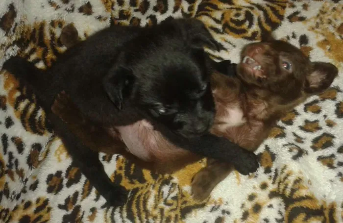 Cachorro ra a SRD idade 2 a 6 meses nome amora e pandora