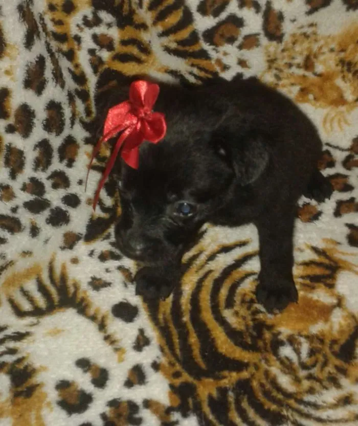 Cachorro ra a SRD idade 2 a 6 meses nome amora e pandora