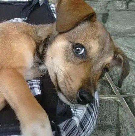 Cachorro ra a SRD idade 2 a 6 meses nome tonico