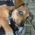 tonico