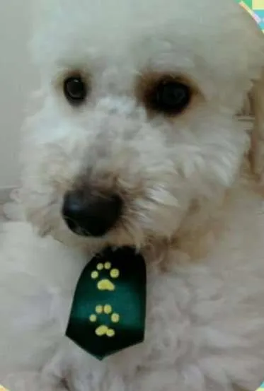 Cachorro ra a Poodle idade 6 ou mais anos nome Samurai