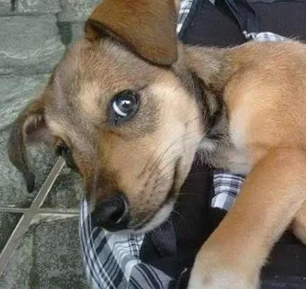 Cachorro ra a SRD idade 2 a 6 meses nome tonico