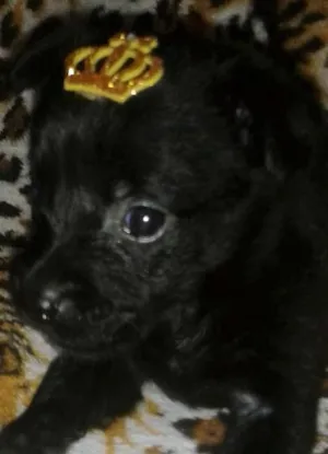 Cachorro raça SRD idade 2 a 6 meses nome amora e pandora