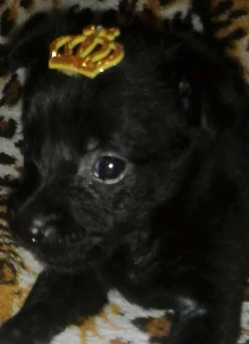 Cachorro ra a SRD idade 2 a 6 meses nome amora e pandora