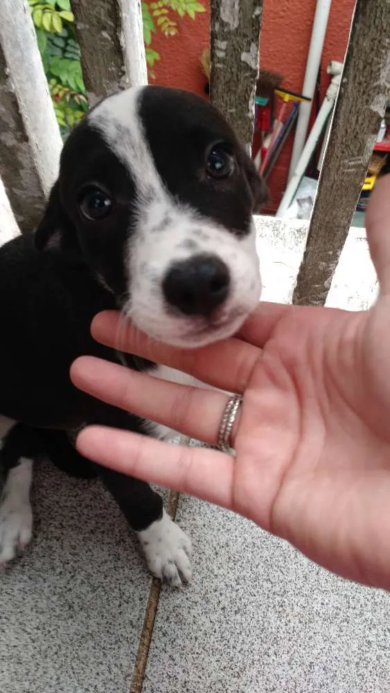 Cachorro ra a SRD idade 2 a 6 meses nome Sem nome