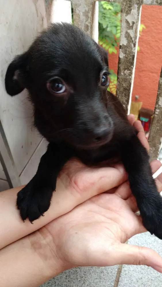 Cachorro ra a SRD idade 2 a 6 meses nome Sem nome