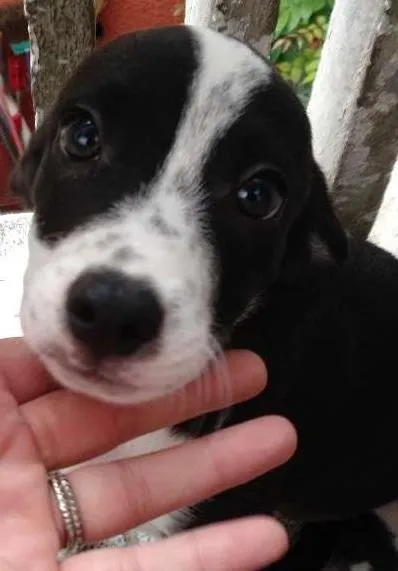 Cachorro ra a SRD idade 2 a 6 meses nome Sem nome