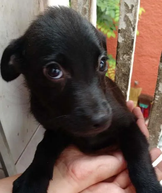 Cachorro ra a SRD idade 2 a 6 meses nome Sem nome