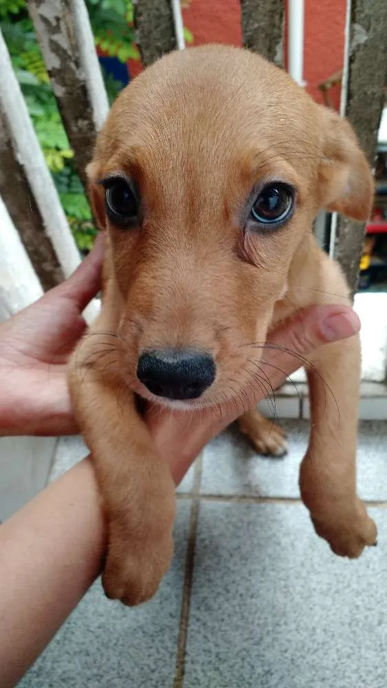 Cachorro ra a SRD idade 2 a 6 meses nome Sem nome