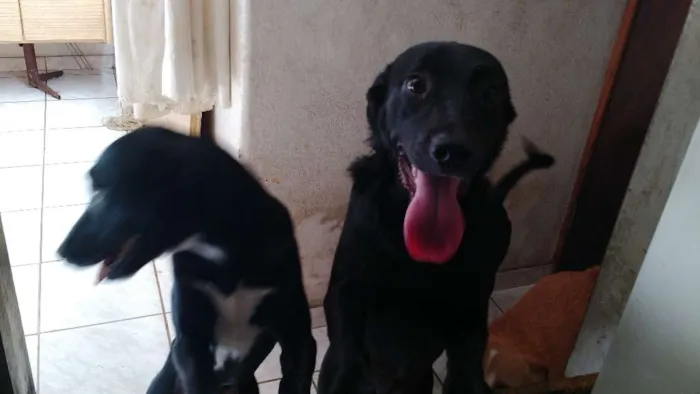 Cachorro ra a SRD idade 7 a 11 meses nome Sem nome