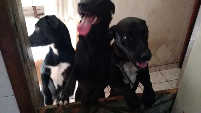 Cachorro ra a SRD idade 7 a 11 meses nome Sem nome