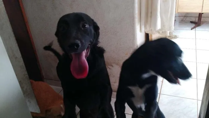 Cachorro ra a SRD idade 7 a 11 meses nome Sem nome