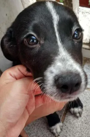 Cachorro raça SRD idade 2 a 6 meses nome Sem nome 