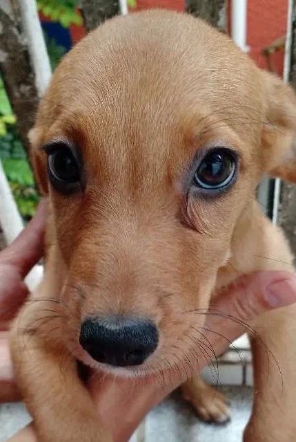 Cachorro ra a SRD idade 2 a 6 meses nome Sem nome