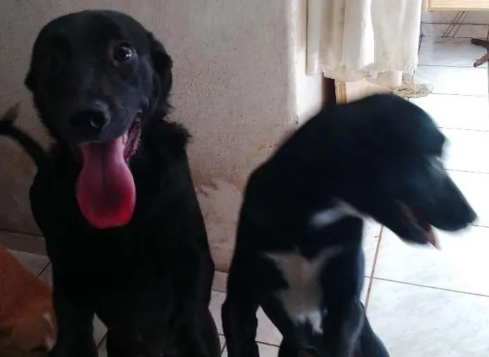 Cachorro ra a SRD idade 7 a 11 meses nome Sem nome