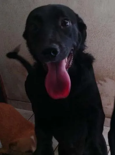 Cachorro ra a SRD idade 7 a 11 meses nome Sem nome