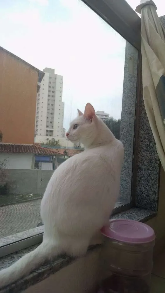 Gato raça vira lata idade 3 anos nome Mel