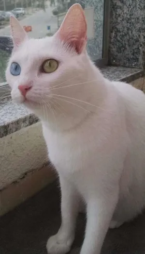 Gato raça vira lata idade 3 anos nome Mel