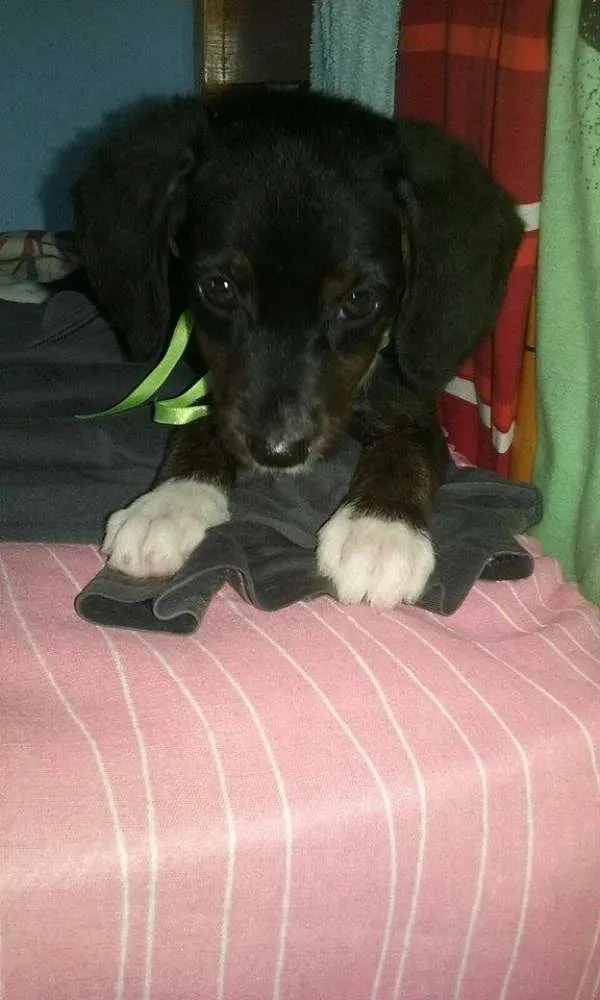 Cachorro ra a srd idade 2 a 6 meses nome bebes lika