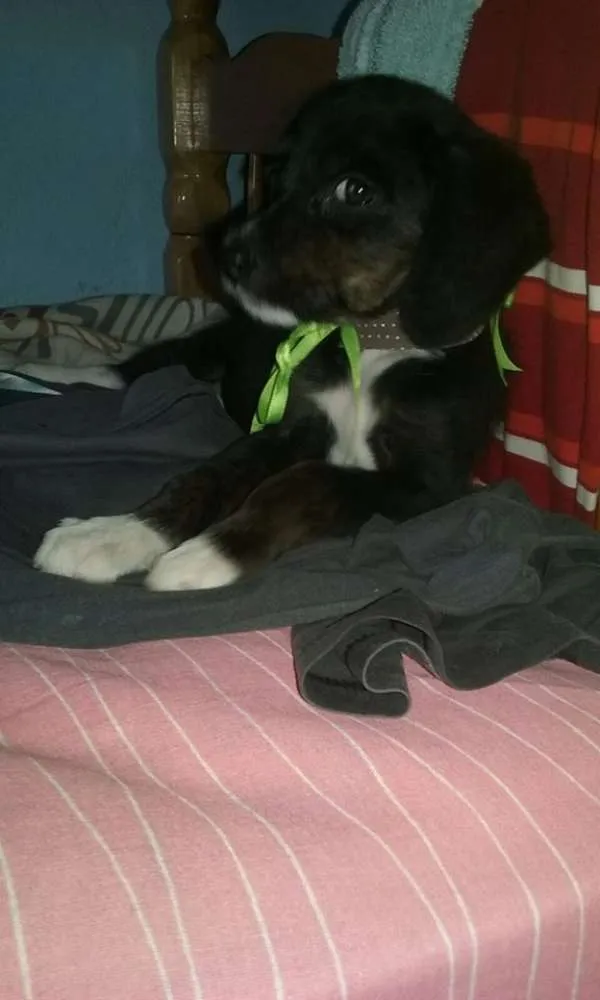 Cachorro ra a srd idade 2 a 6 meses nome bebes lika