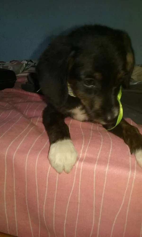 Cachorro ra a srd idade 2 a 6 meses nome bebes lika