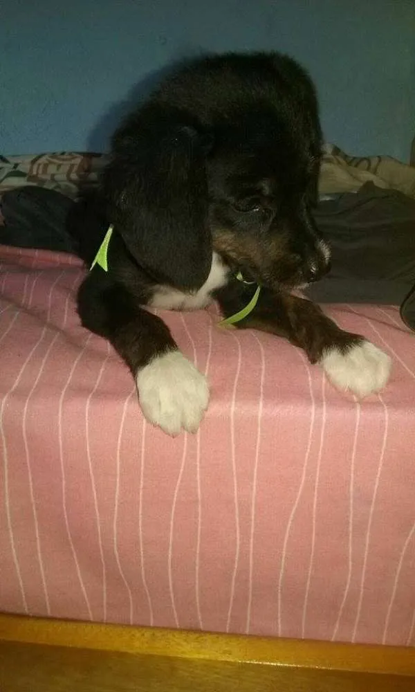 Cachorro ra a srd idade 2 a 6 meses nome bebes lika