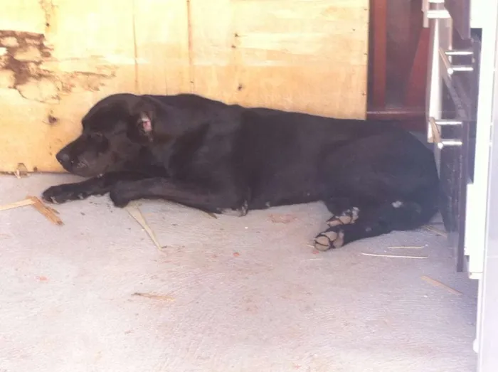 Cachorro ra a MISTURA idade 1 ano nome NEGA