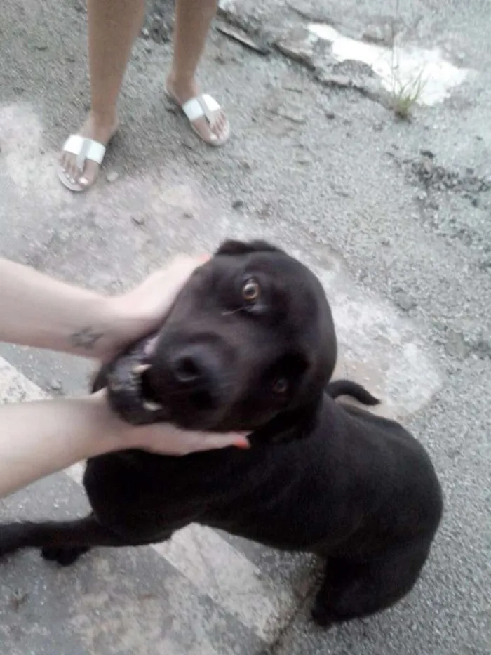 Cachorro ra a MISTURA idade 1 ano nome NEGA
