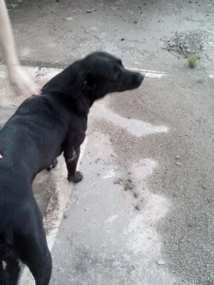 Cachorro ra a MISTURA idade 1 ano nome NEGA