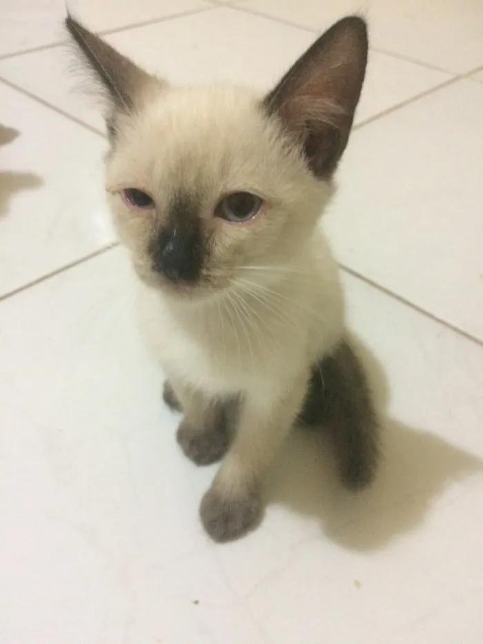Gato raça Siamês idade 2 a 6 meses nome SKY