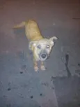 Tob