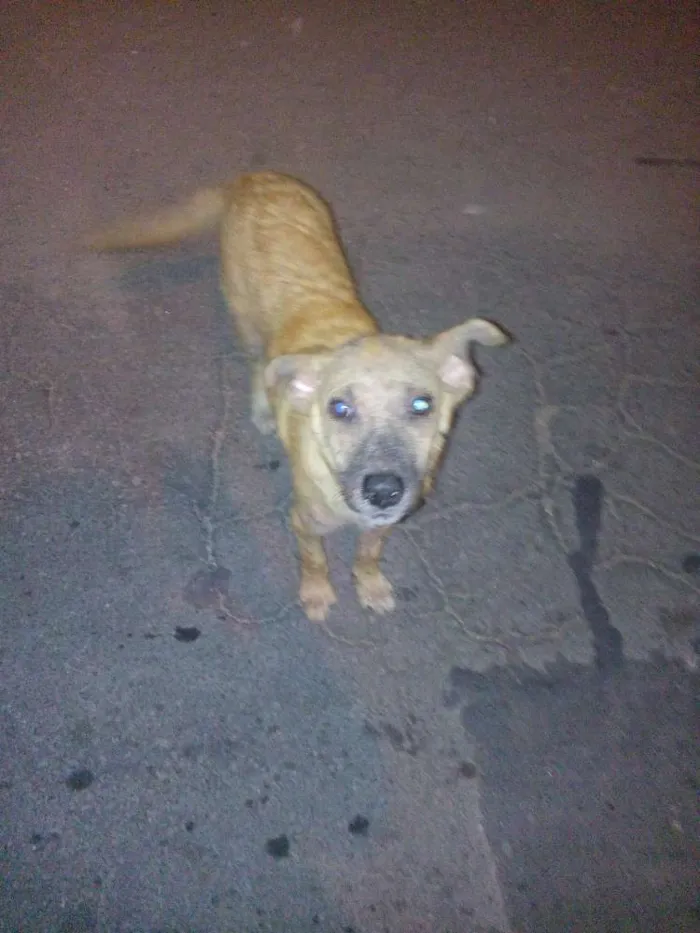 Cachorro raça Vira lata idade 1 ano nome Tob
