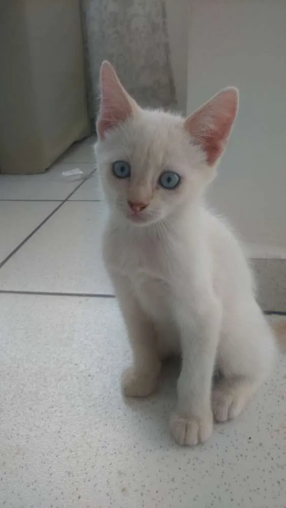 Gato ra a  idade 2 a 6 meses nome Não tem