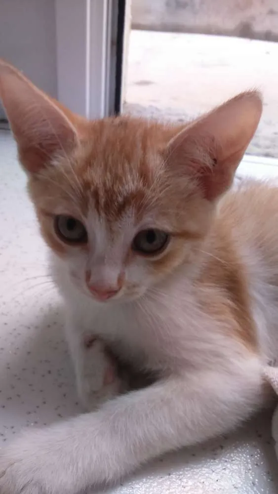 Gato ra a  idade 2 a 6 meses nome Não tem 