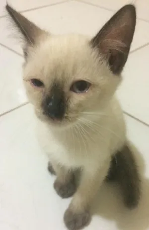 Gato raça Siamês idade 2 a 6 meses nome SKY
