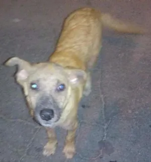 Cachorro raça Vira lata idade 1 ano nome Tob