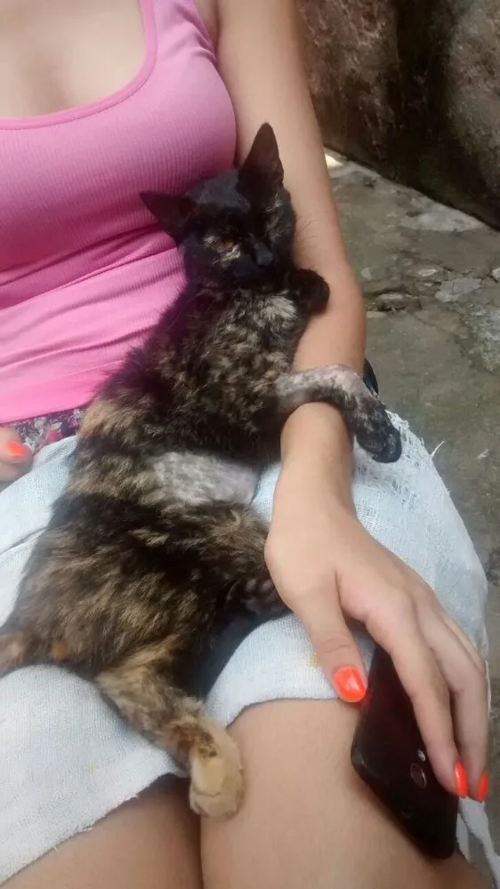 Gato ra a SRD idade  nome Amora
