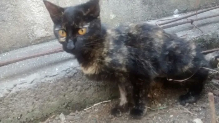 Gato ra a SRD idade  nome Amora