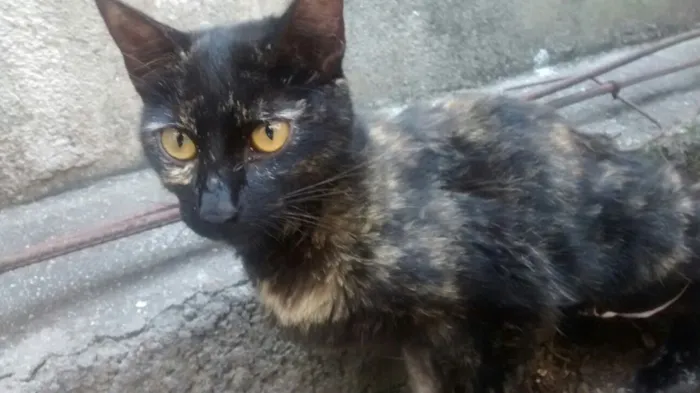 Gato ra a SRD idade  nome Amora