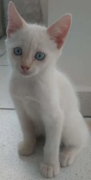 Gato raça  idade 2 a 6 meses nome Não tem