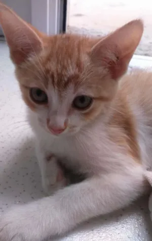 Gato raça  idade 2 a 6 meses nome Não tem 