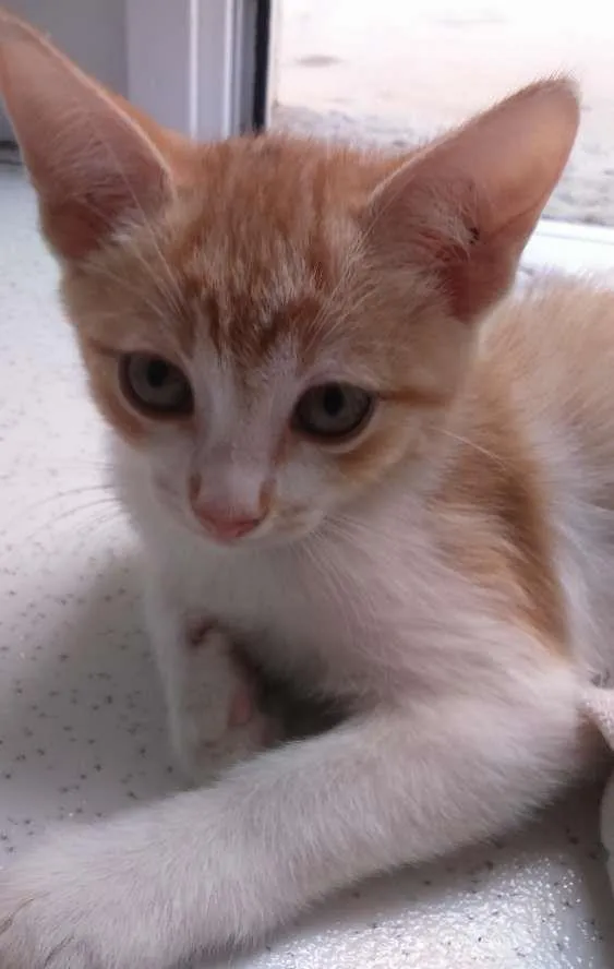 Gato ra a  idade 2 a 6 meses nome Não tem 