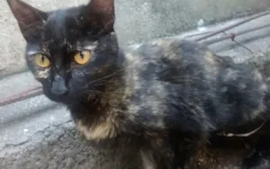 Gato raça SRD idade  nome Amora