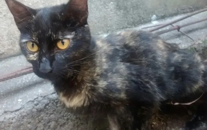 Gato ra a SRD idade  nome Amora