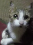 Mia